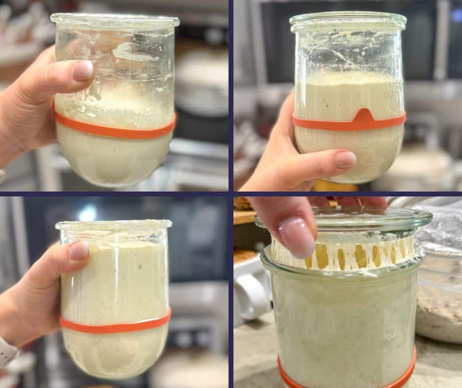 Sourdough starter feeding ratio calculators that sourdough gal