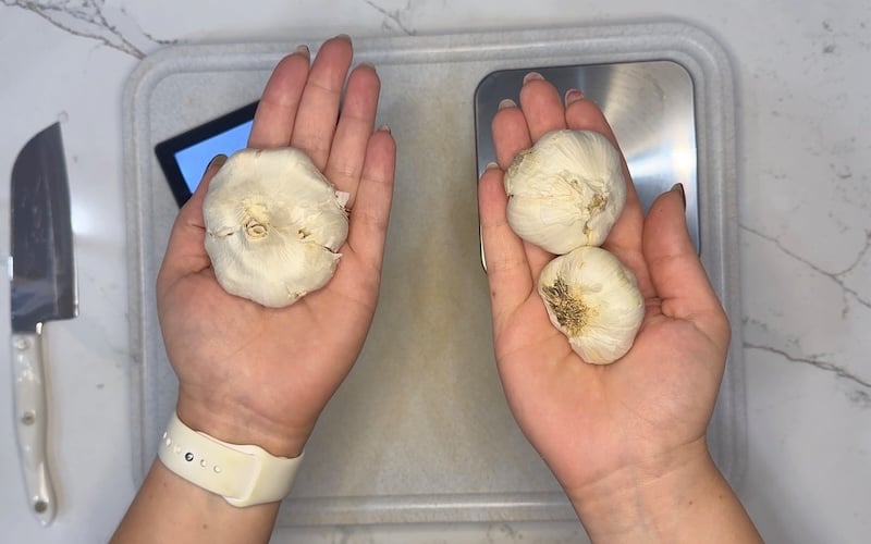 garlic size examples