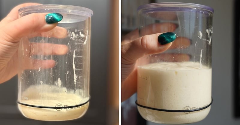 sweet levain choc chip bread new