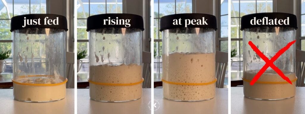 feeding your starter tip