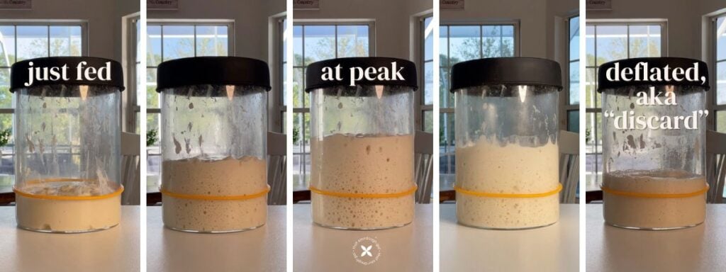 life cycle of a sourdough starter