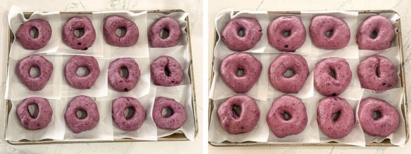 blueberry bagels before and after second proof, showing the shaped bagels puffed and slightly larger on the tray