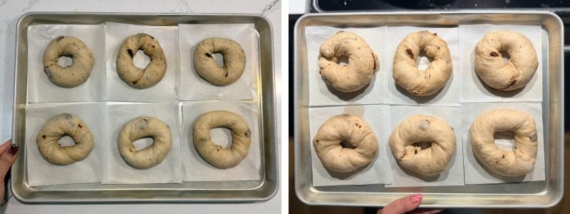 cinnamon raisin bagels before and after second rise