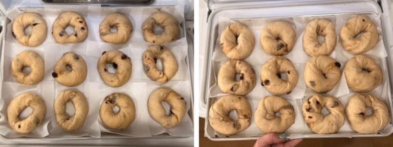 cinnamon raisin swirl bagels before after second proof