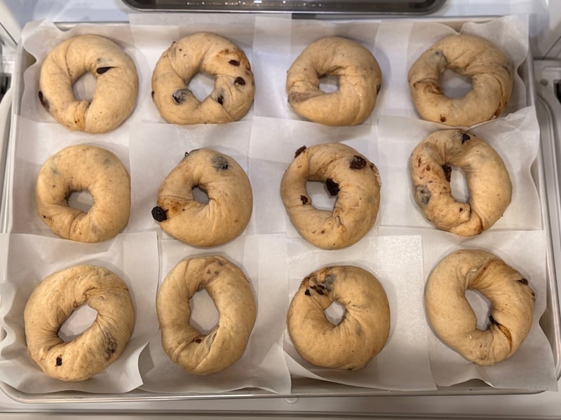 shaped cinnamon raisin swirl bagels before second proof