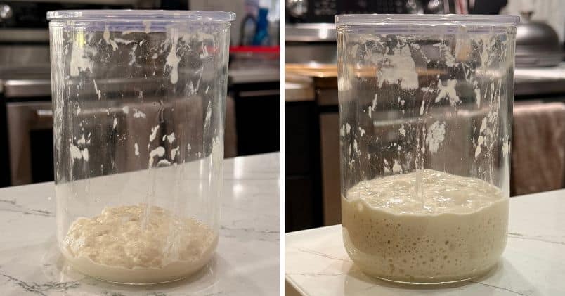 sourdough starter before and after feeding for ciabatta recipe