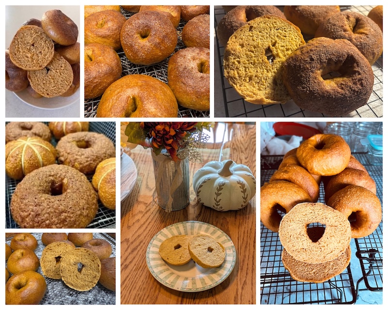 tester pumpkin bagel photo submissions 2